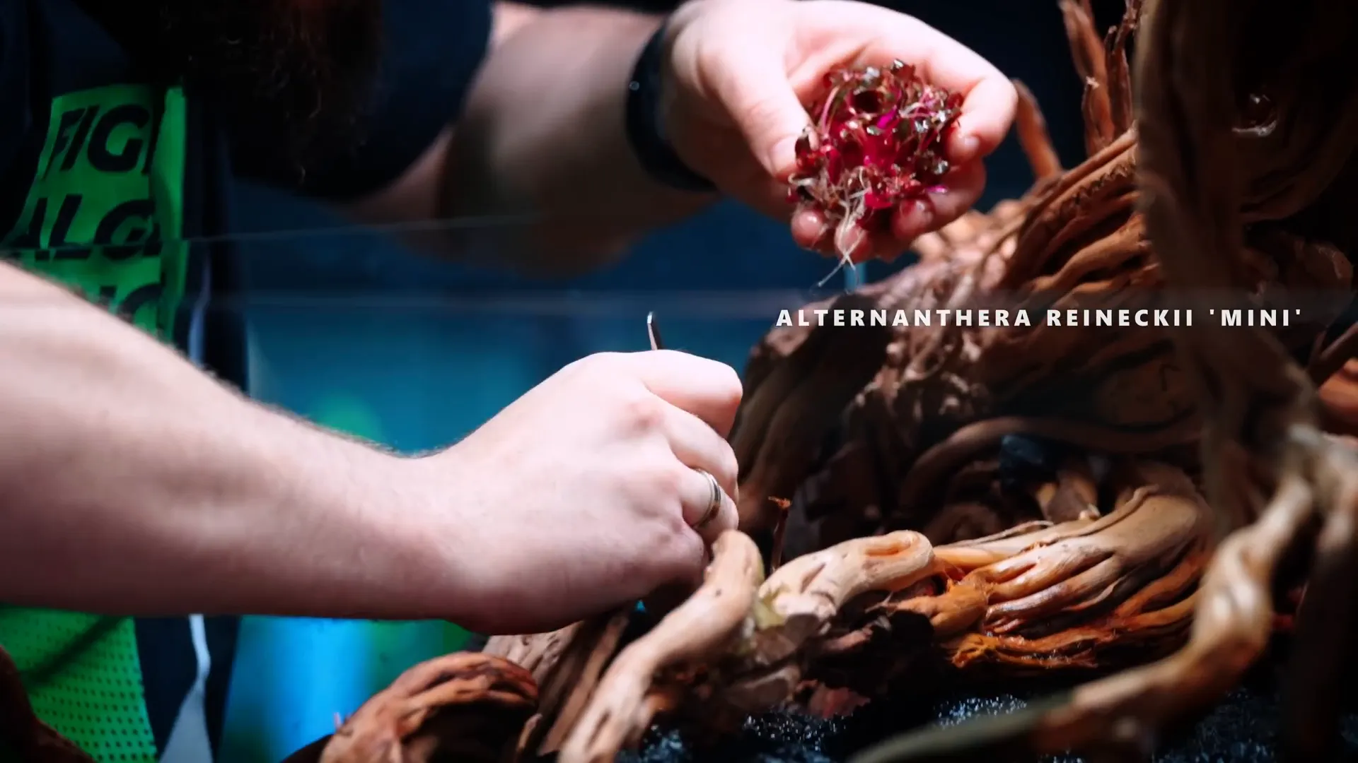Close-up of Alternanthera reineckii Mini and moss detailing