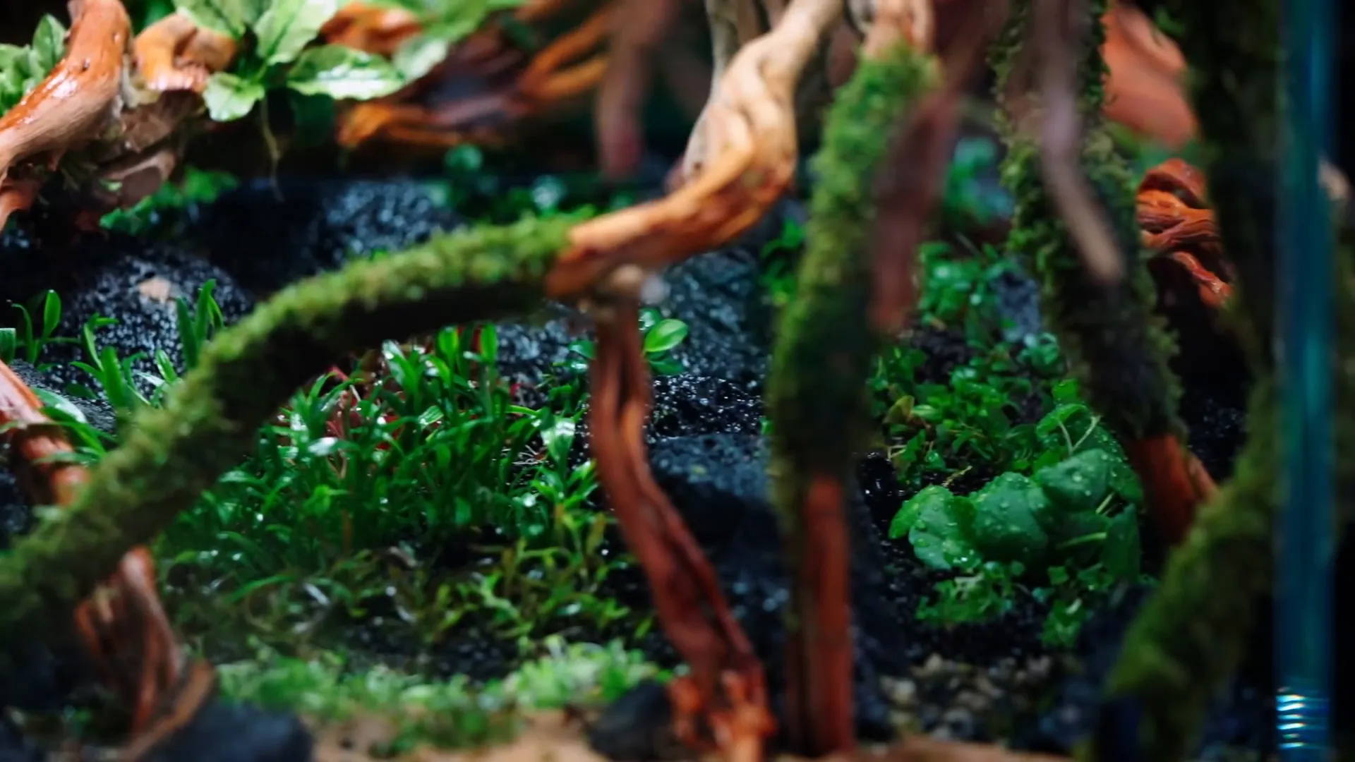 Planting rows of aquatic plants for structure and contrast