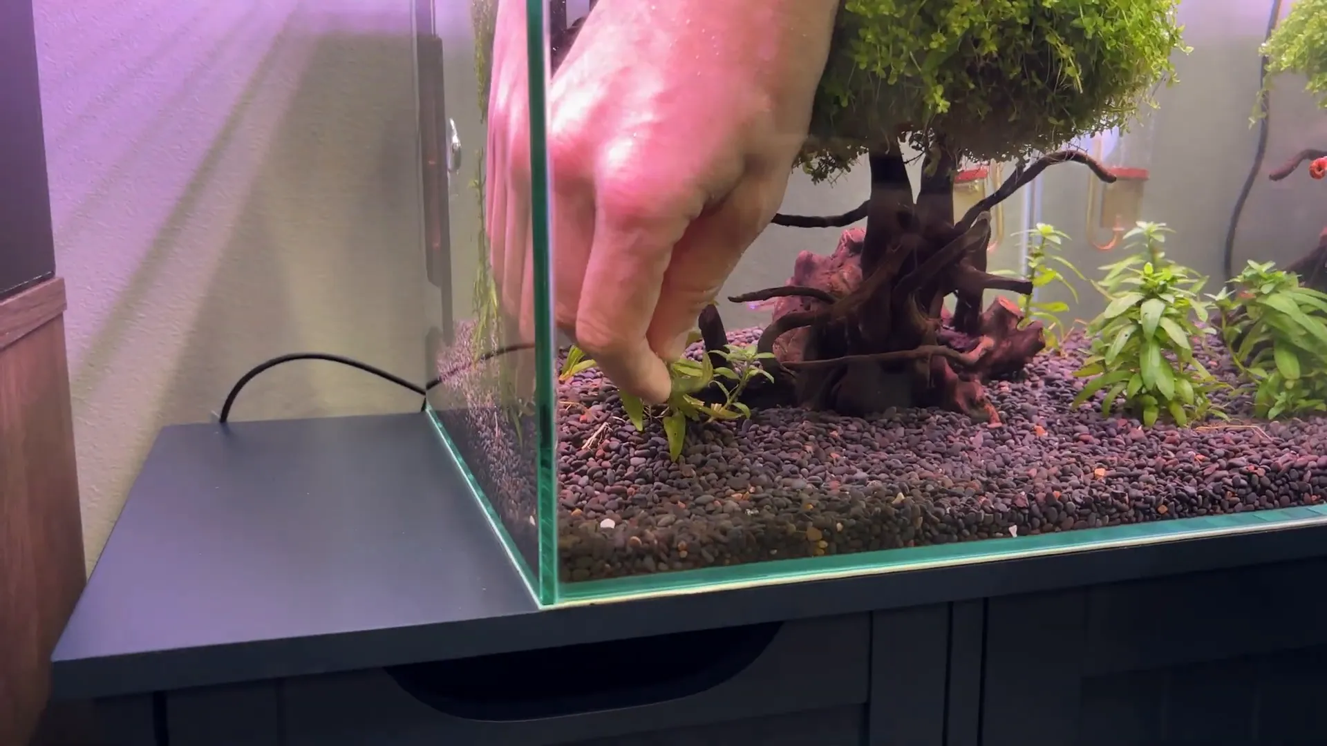 Liquid Gardens root tabs being placed near aquarium plants