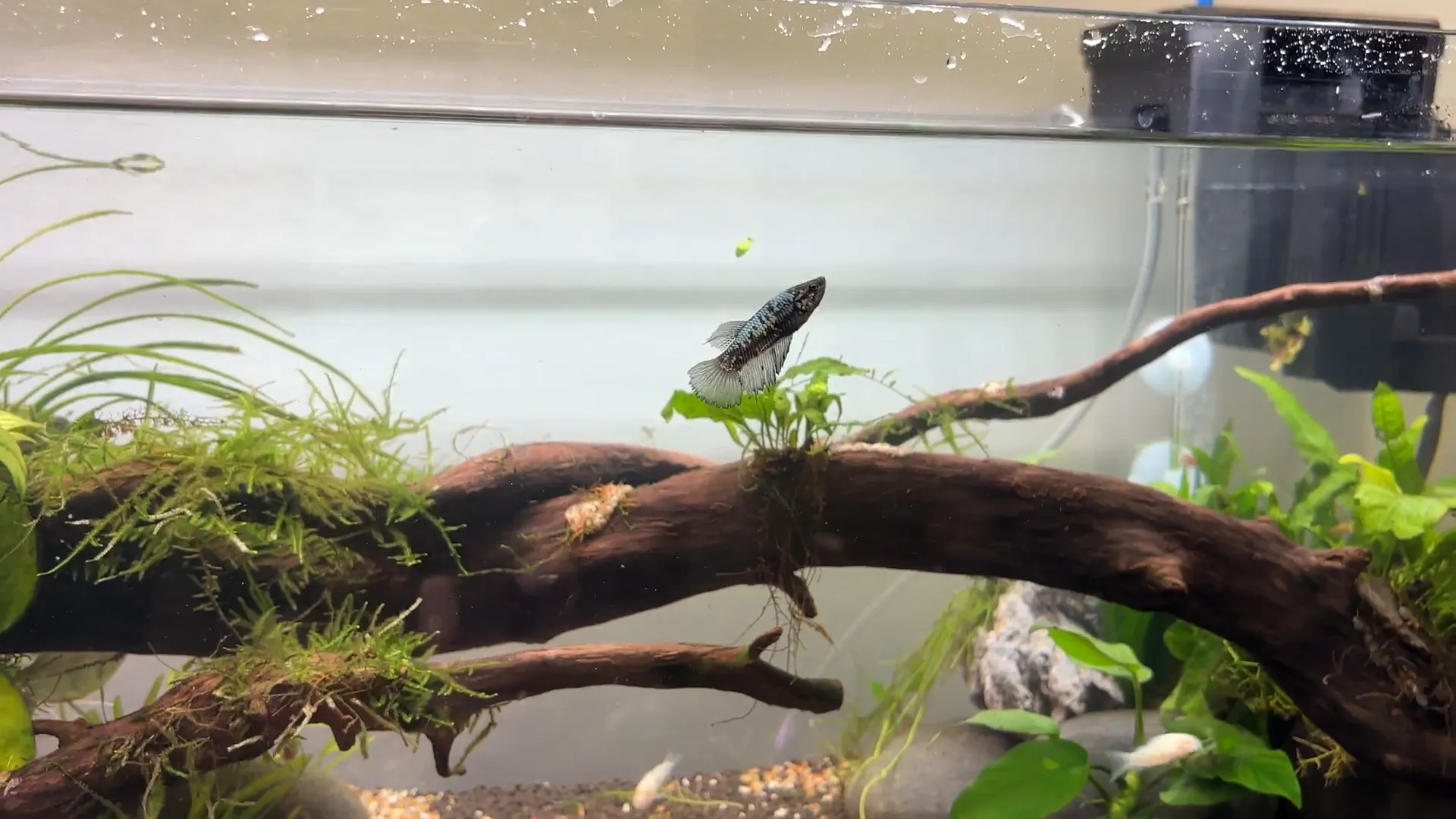 Samurai betta swimming with albino corydoras and ember tetras