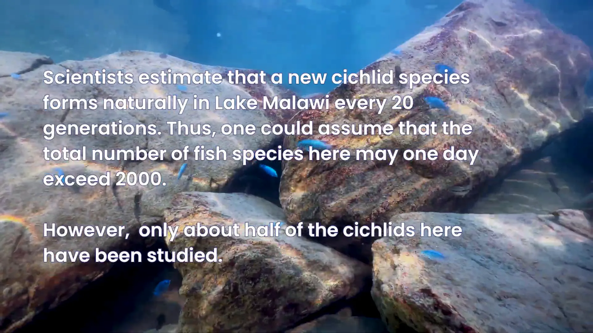 Close-up of colourful cichlids in rocky habitat