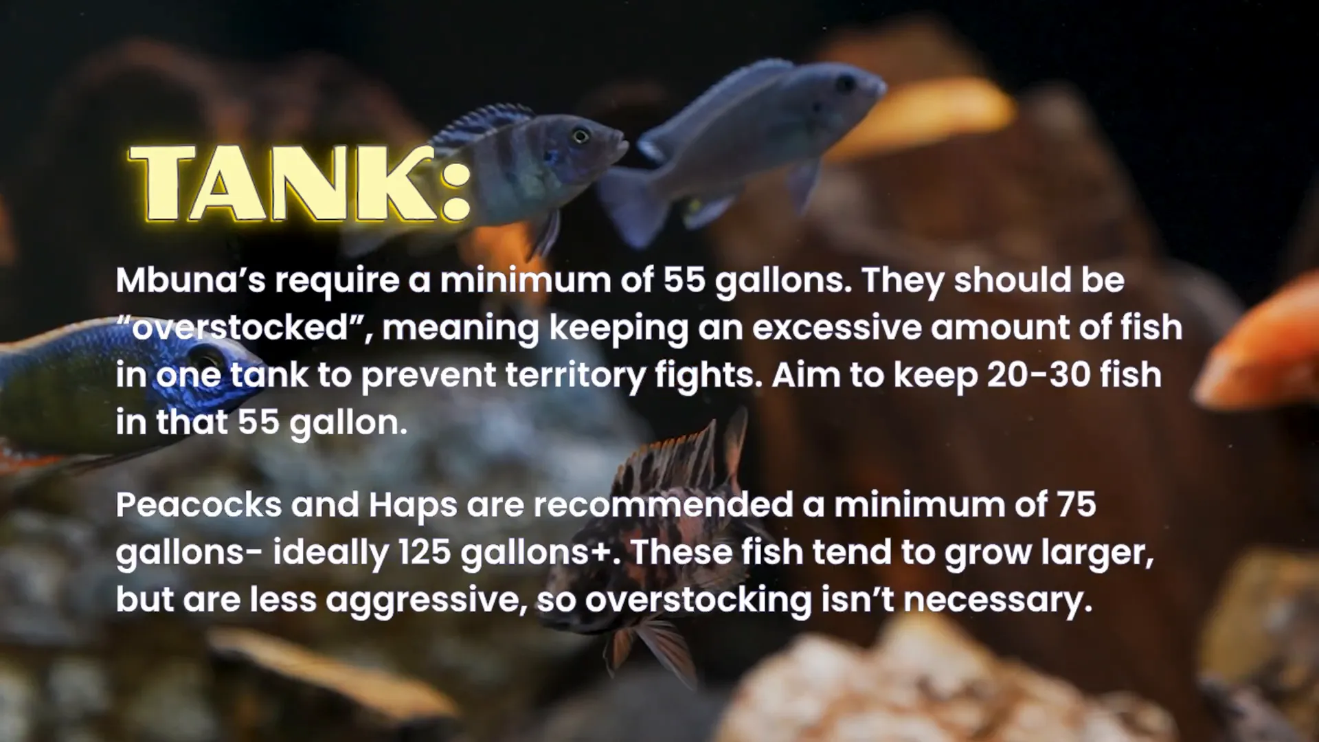 Large tank with open swim space for peacocks and haps