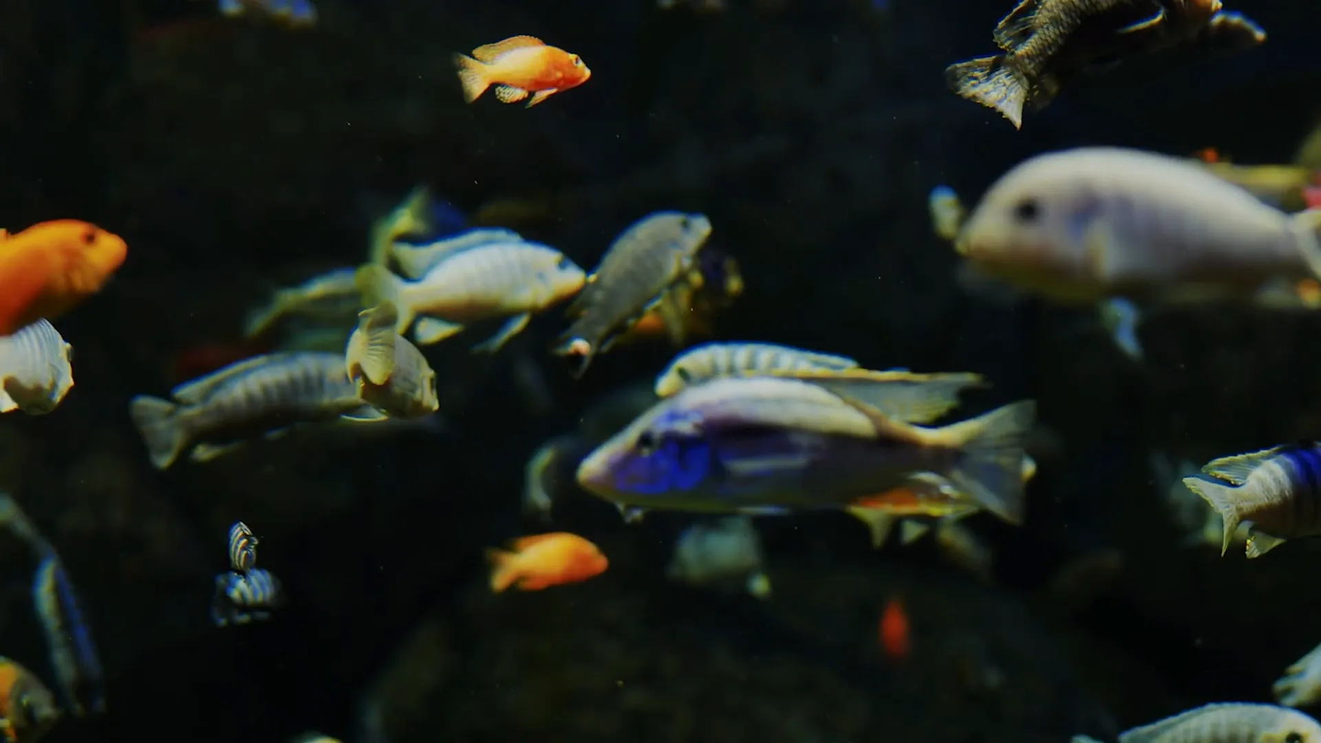 Mbuna on rock substrate showing bright juvenile colours