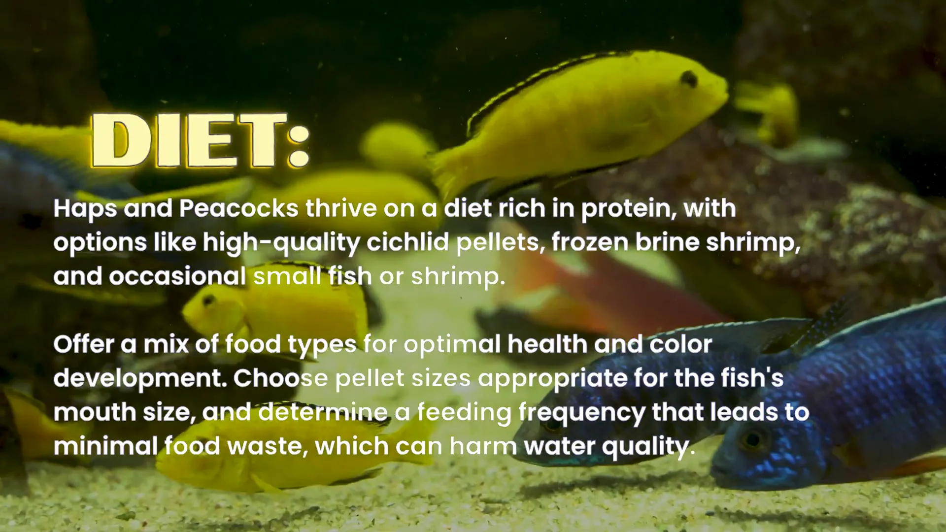 Assorted cichlid foods and pellets