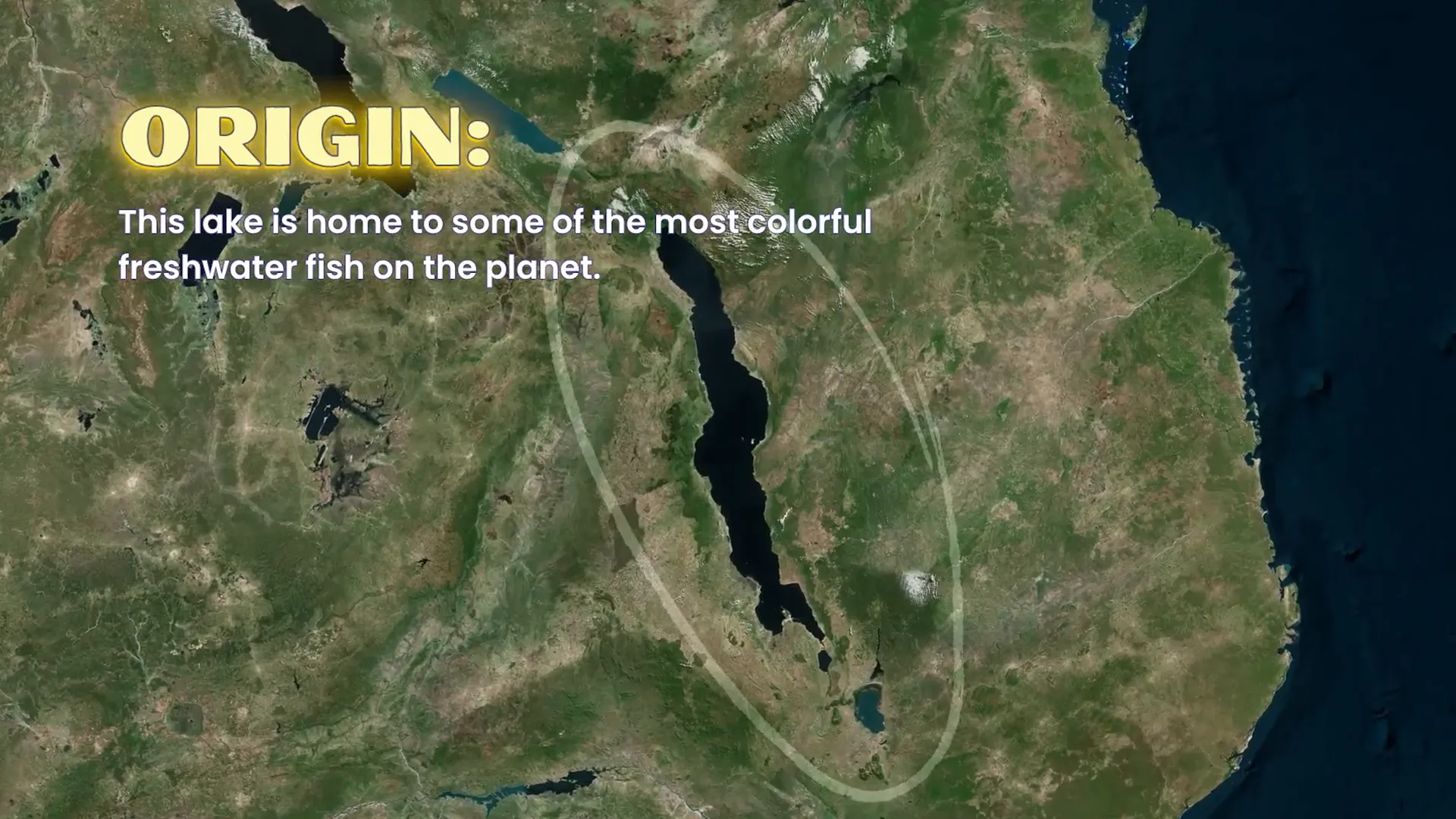 Map/shot of Lake Malawi, origin of Malawi cichlids