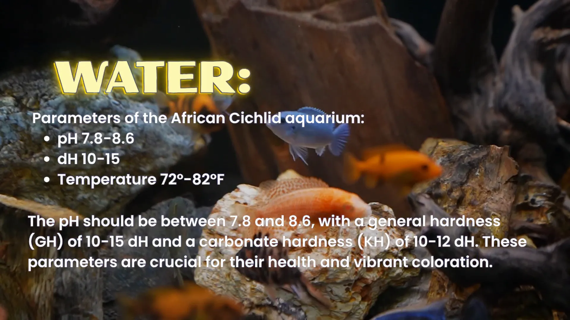 Filters and water testing gear for Malawi cichlid tanks