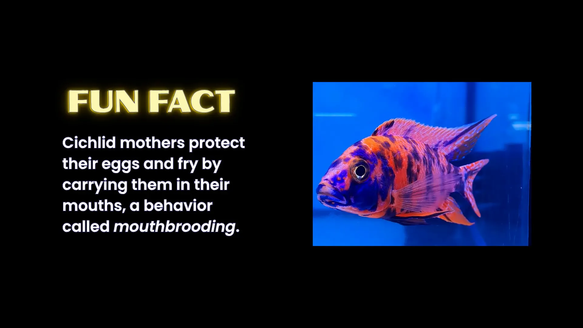 Female cichlid holding fry in her mouth (mouthbrooding)