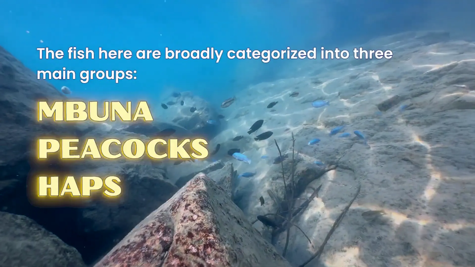 Three types of Malawi cichlids: mbuna, peacock, and hap