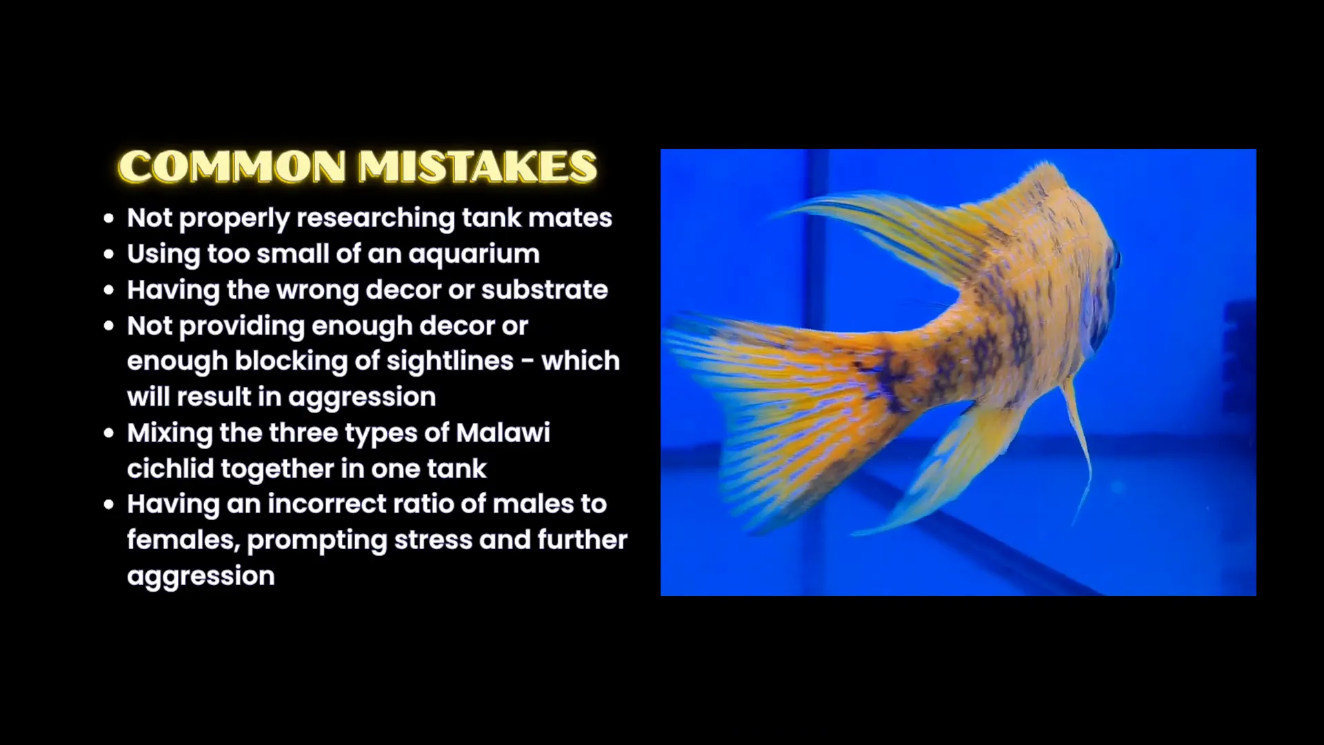 Example of overcrowded tank causing aggression