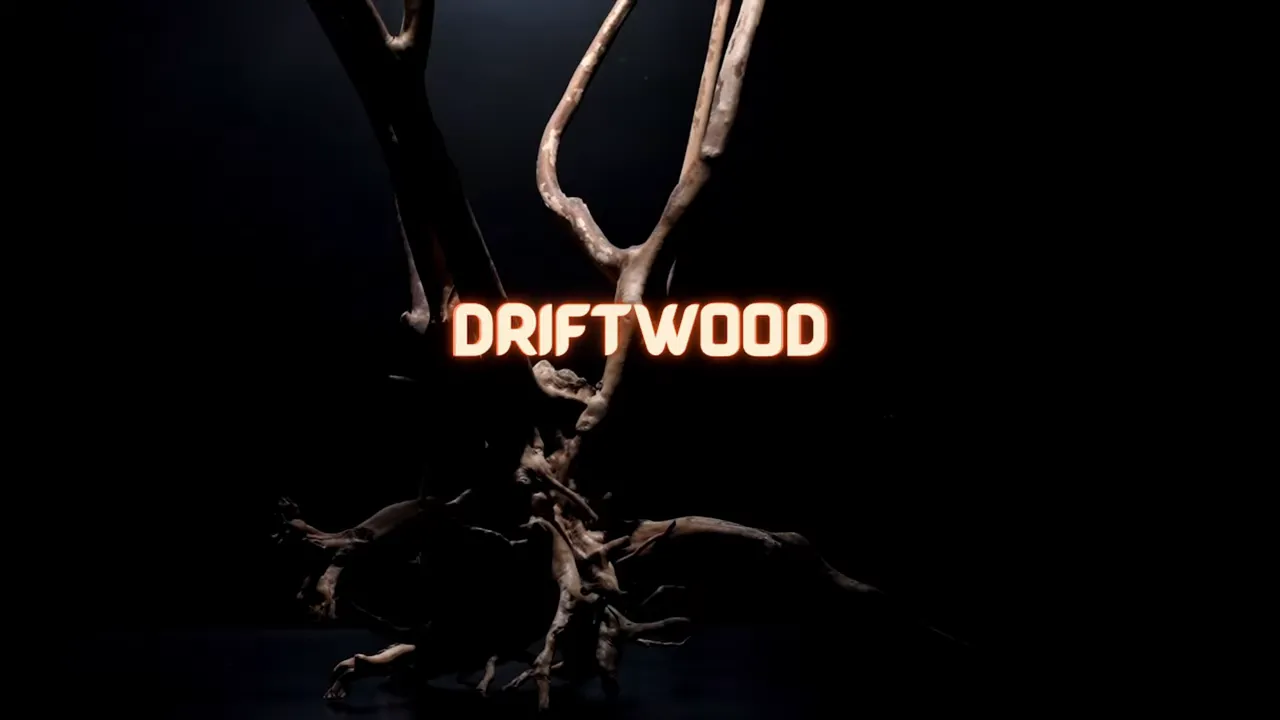 Branching piece of driftwood against a dark background