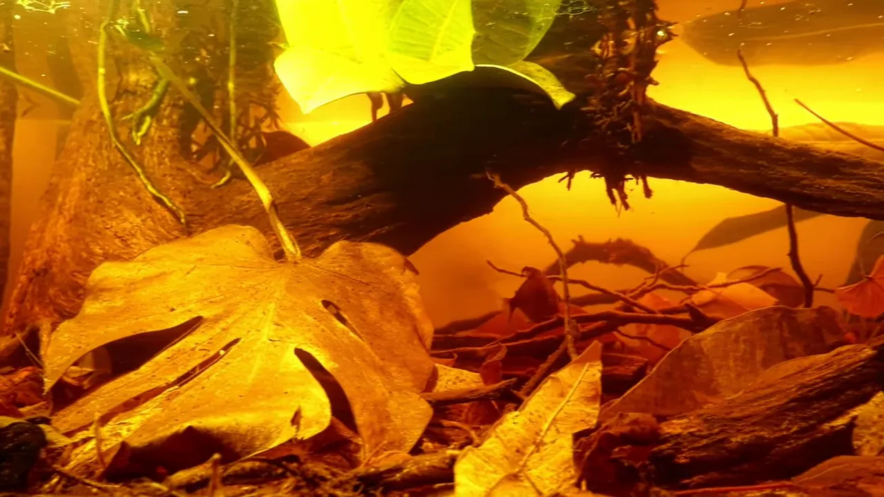 Amber blackwater aquarium with driftwood, broad leaves and leaf litter