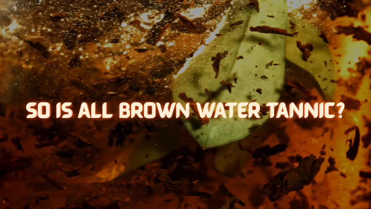 Leaf litter and dark organic material in amber aquarium water
