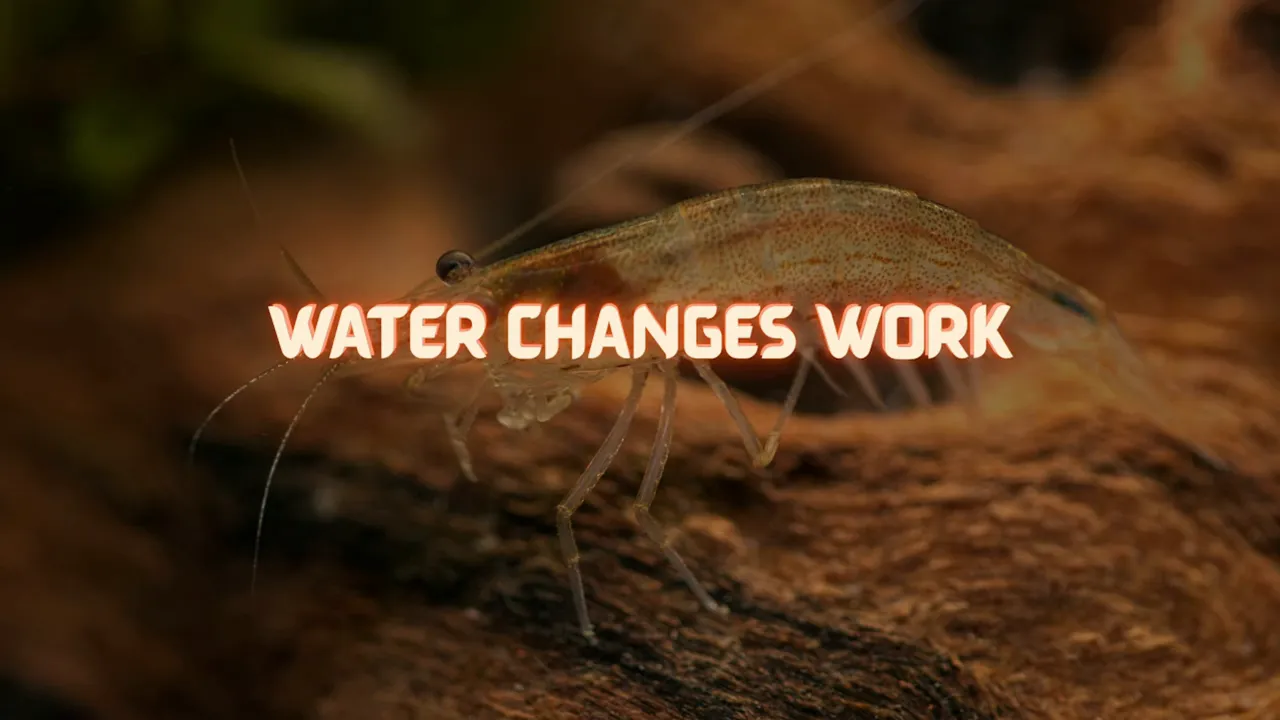 Shrimp on wood with text reading water changes work