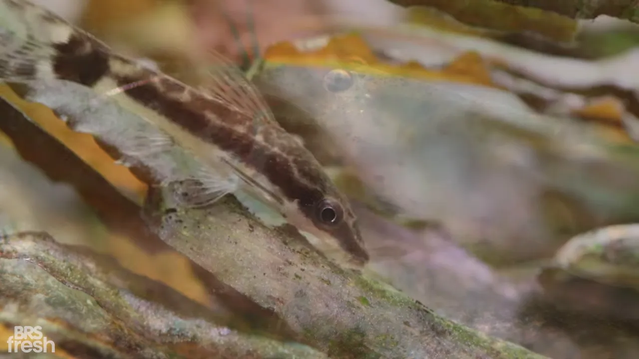Two bright red cherry shrimp grazing on algae-covered aquatic plant growth