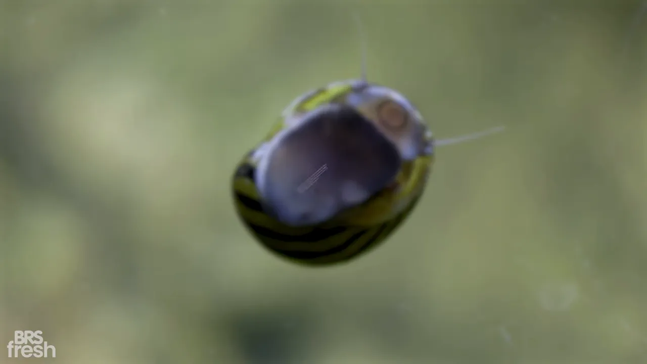 On-screen definition of a freshwater aquarium clean-up crew over a blurred aquarium background