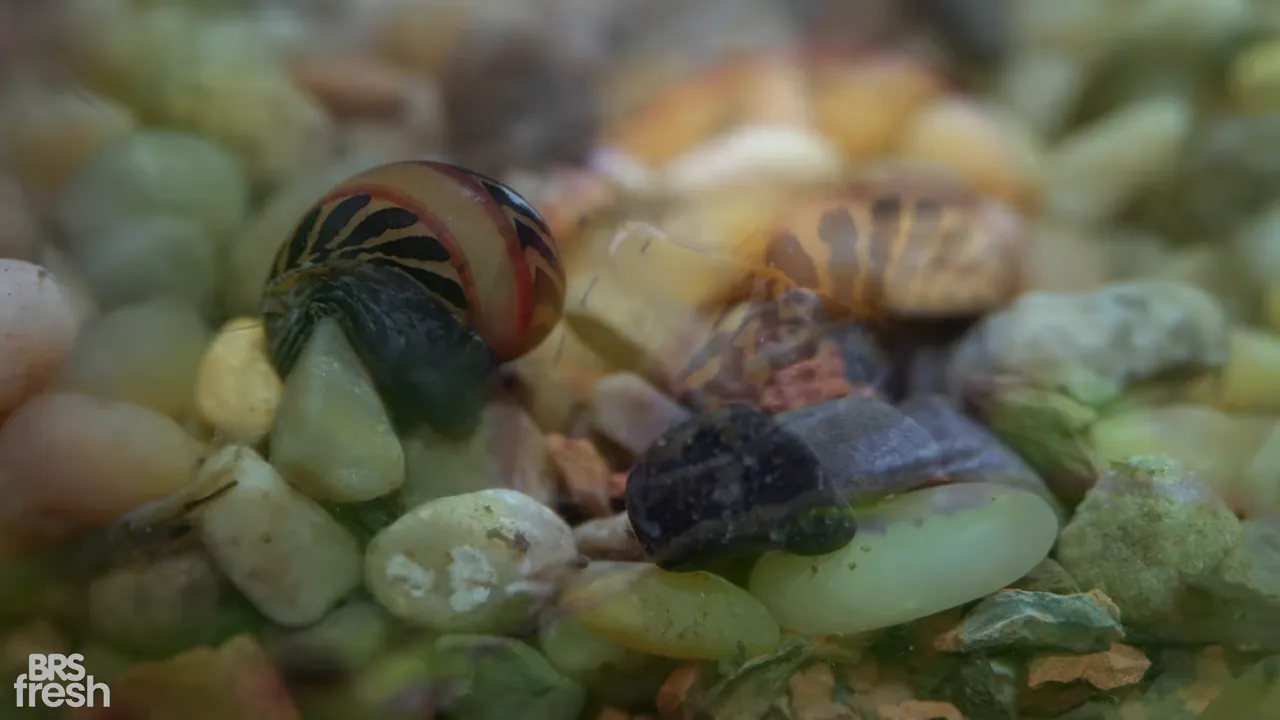 Yellow and black patterned nerite snail moving along a green plant leaf
