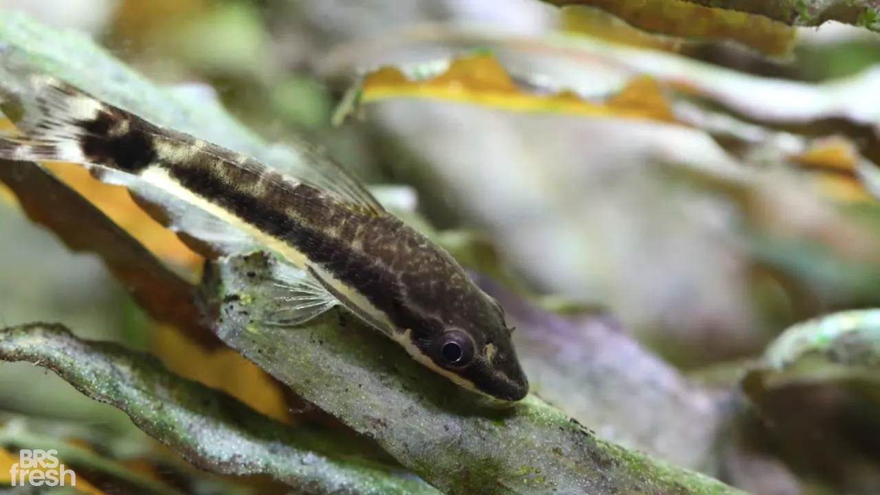 Small striped otocinclus resting on an algae-covered leaf