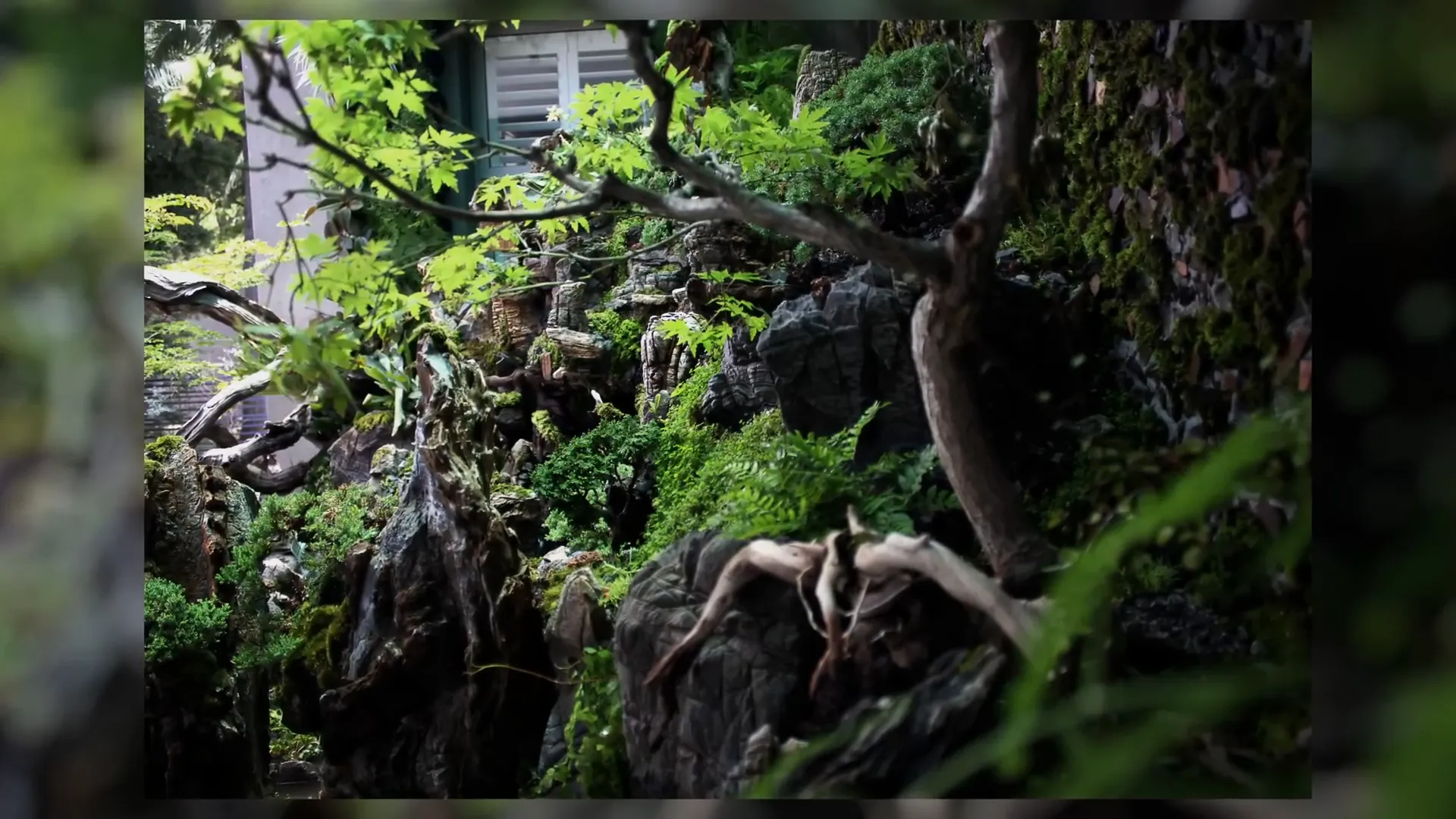 Leadwood used in aquascaping hardscape