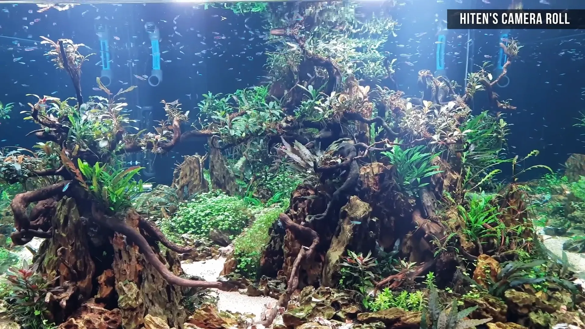 Green neon tetras swimming in a planted aquarium