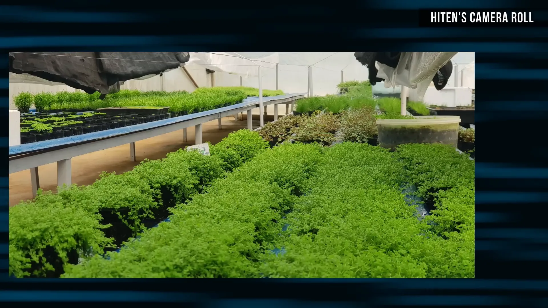 Hemianthus micranthemoides and Monte Carlo plants in the greenhouse