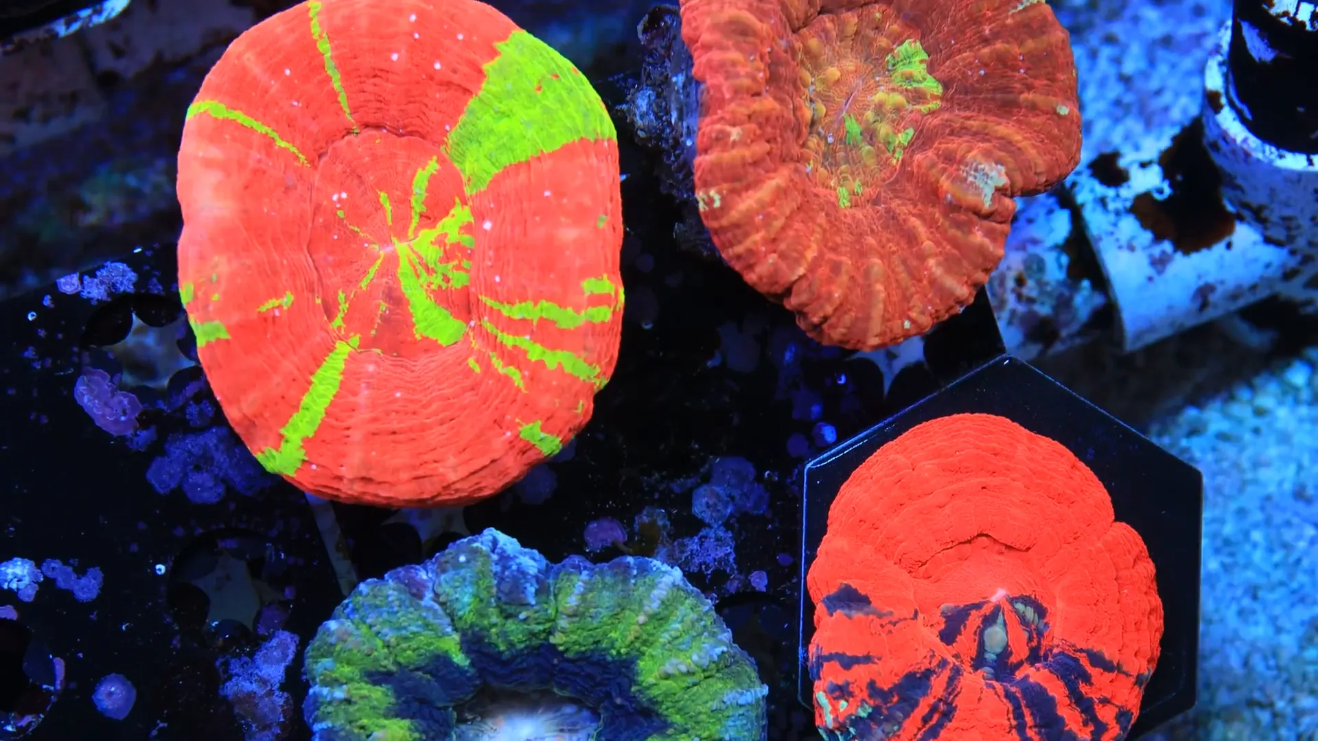 Selection of vibrant Scolymia corals ready for reef tanks