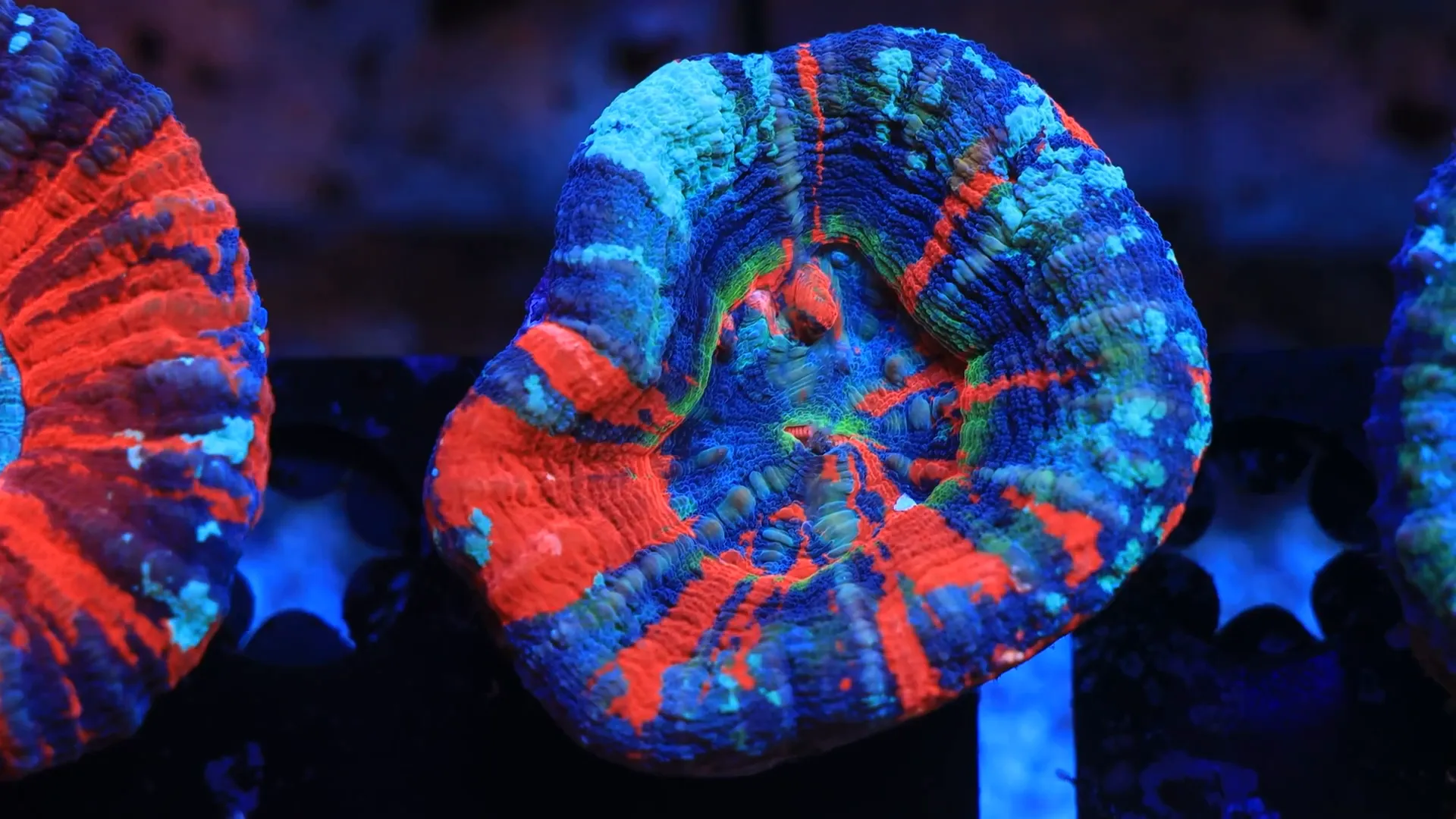 Master Skully pattern Scolymia coral with multiple vibrant colours