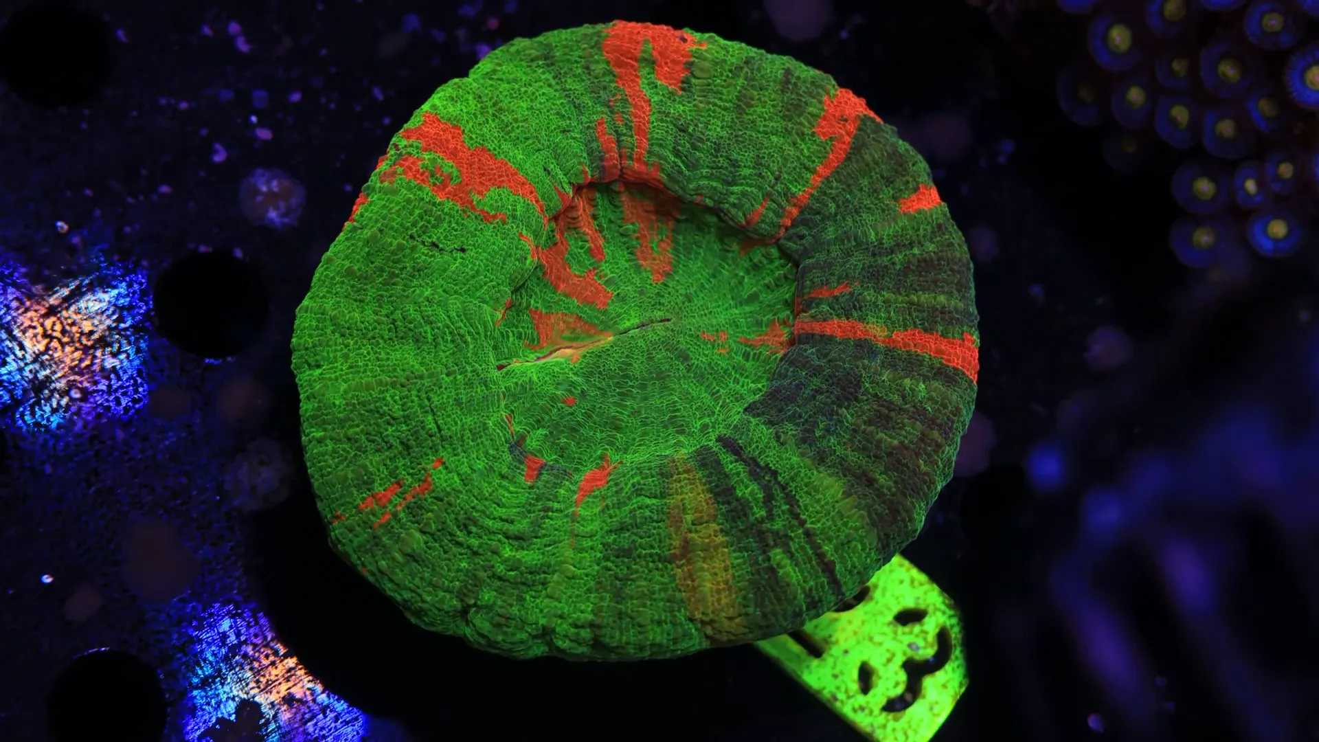 Natural vertical placement of Scolymia coral on rockwork in the wild