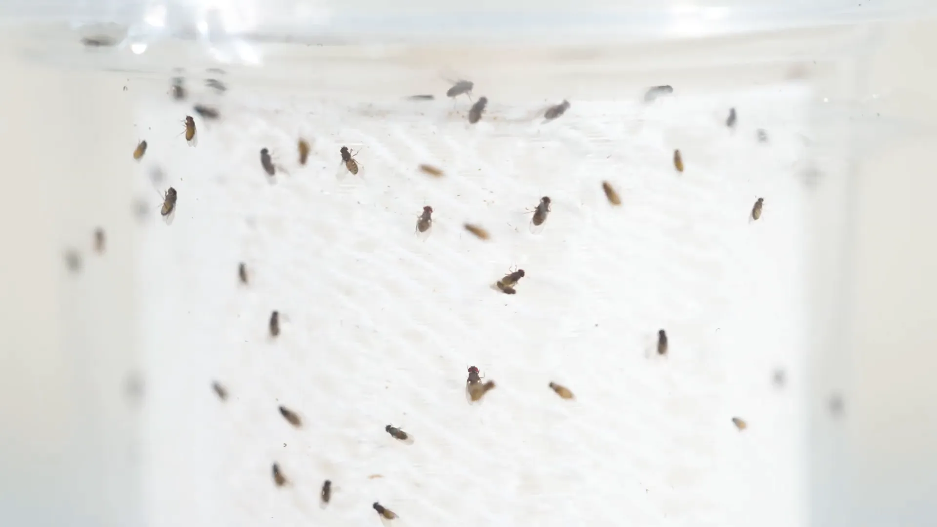 Introducing flightless fruit flies