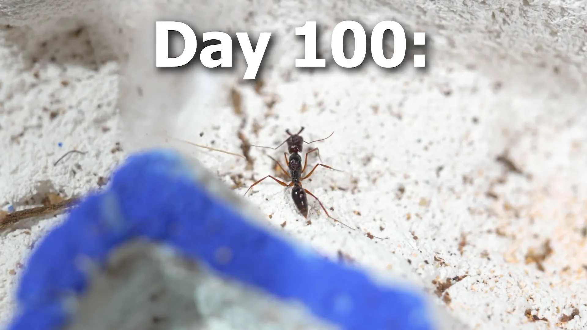 Queen ant alone in the nest