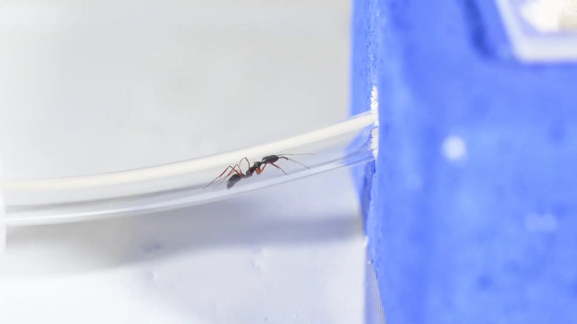 Ant exploring new nest