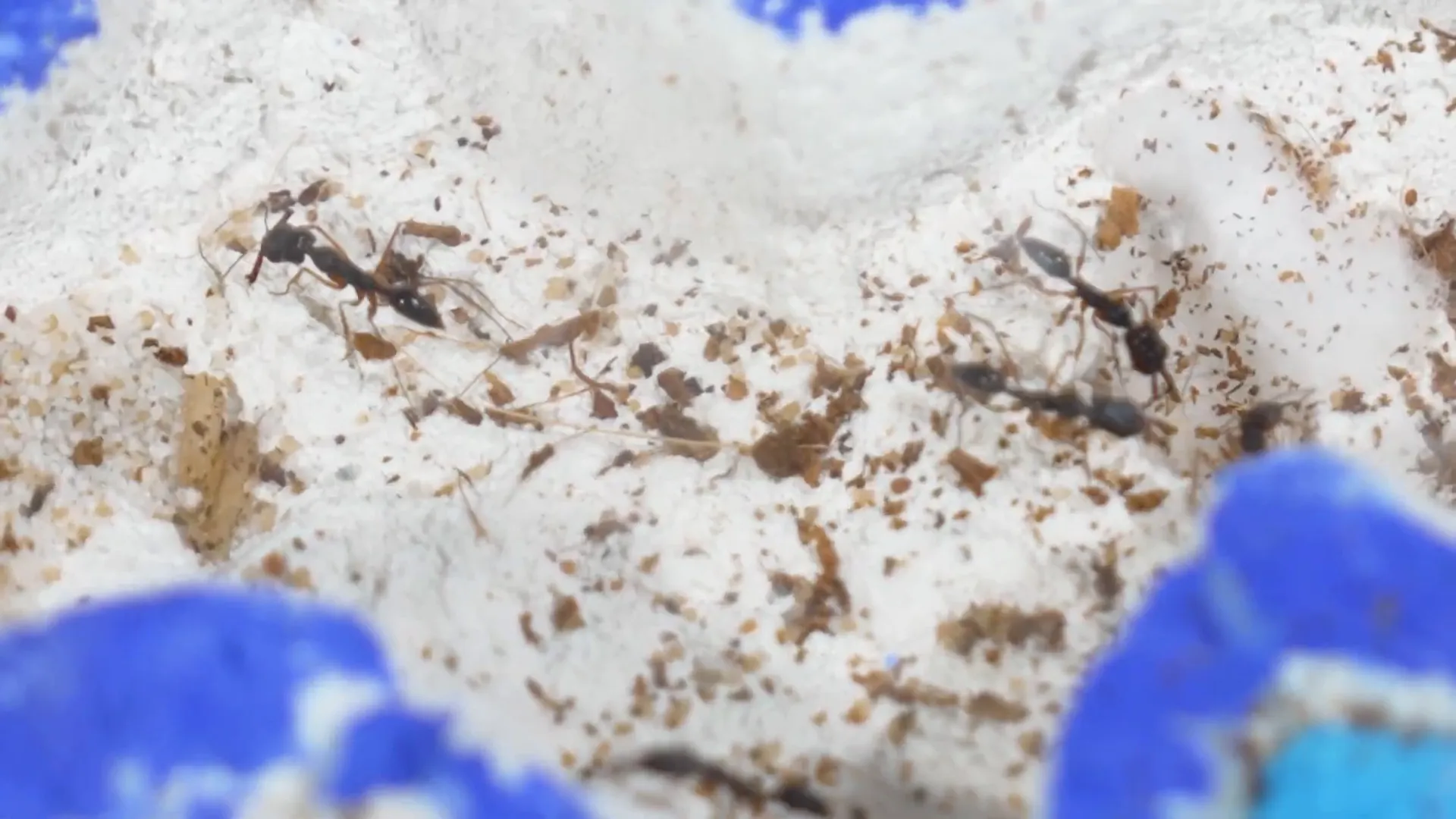 Ants adjusting to new nest