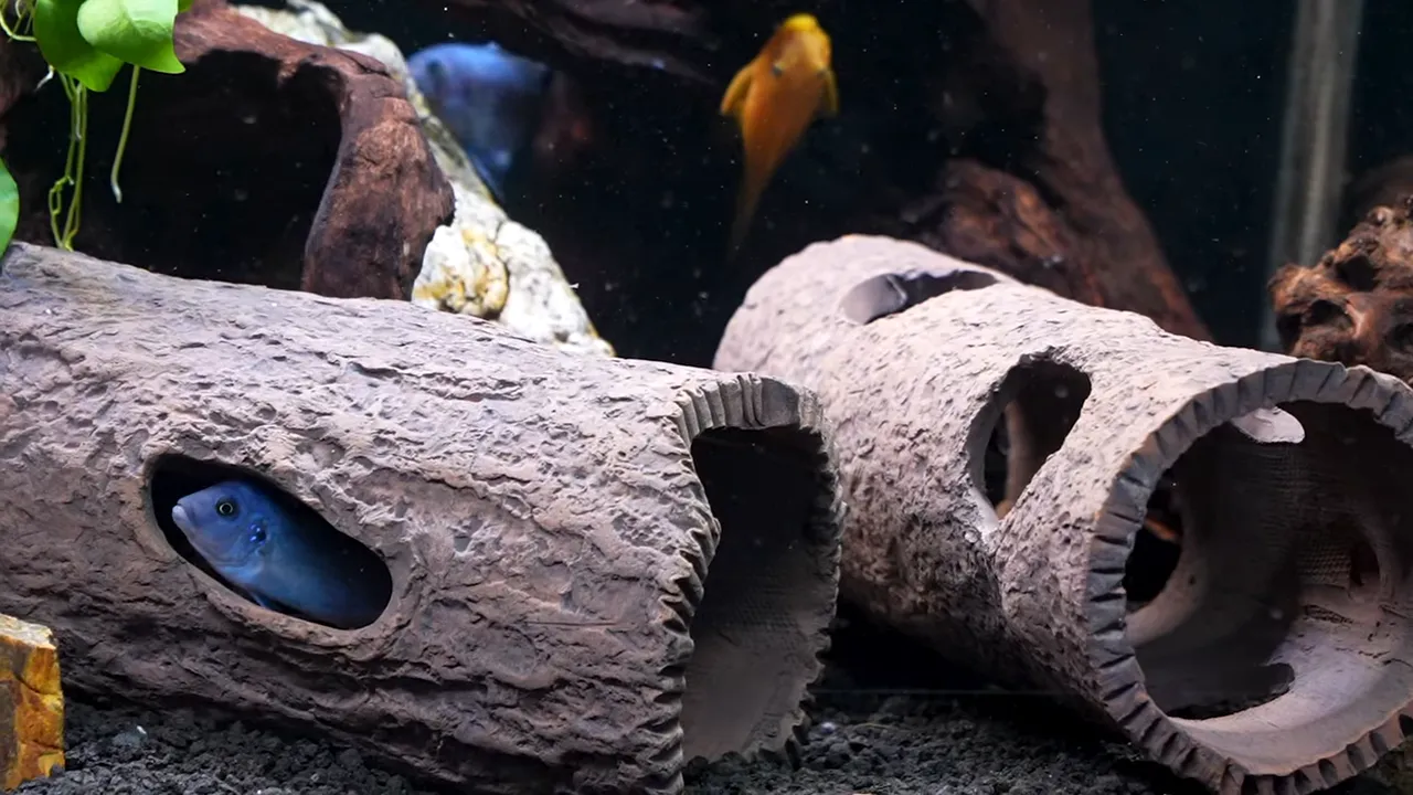 Blue fish swimming beside two textured ceramic log caves