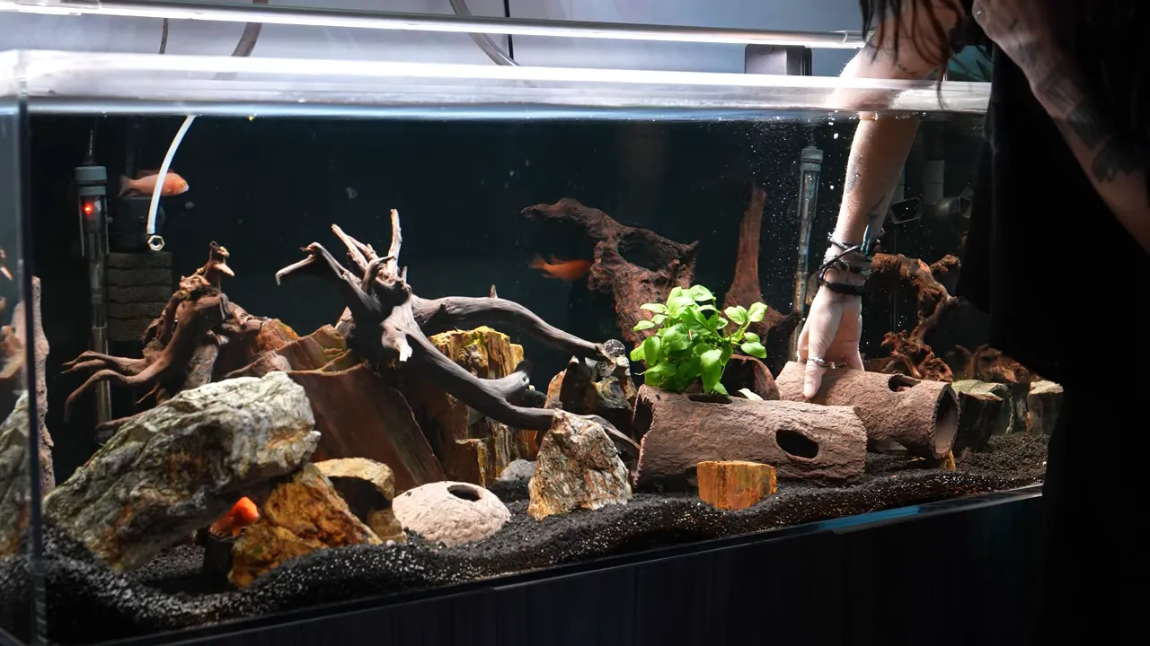 Hands placing a ceramic cave structure inside a planted aquarium with rocks and driftwood