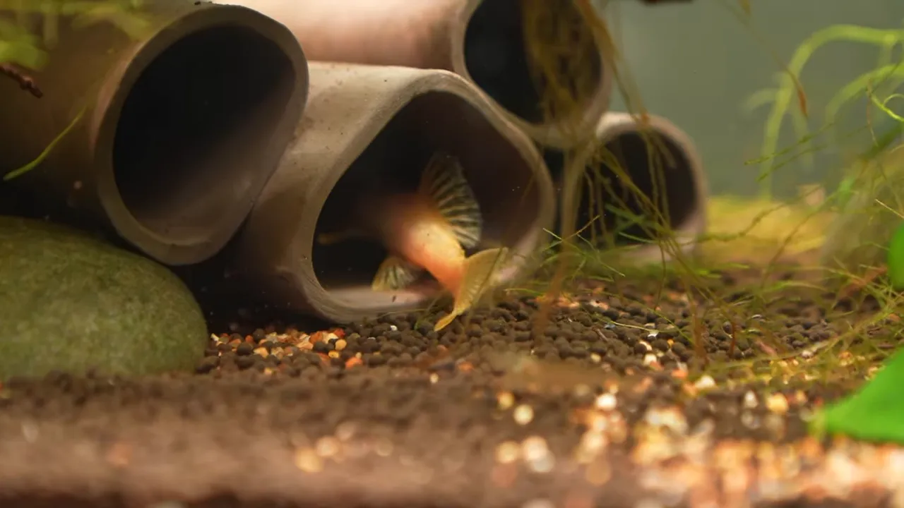 Pale pleco entering a large ceramic tube cave on the aquarium substrate