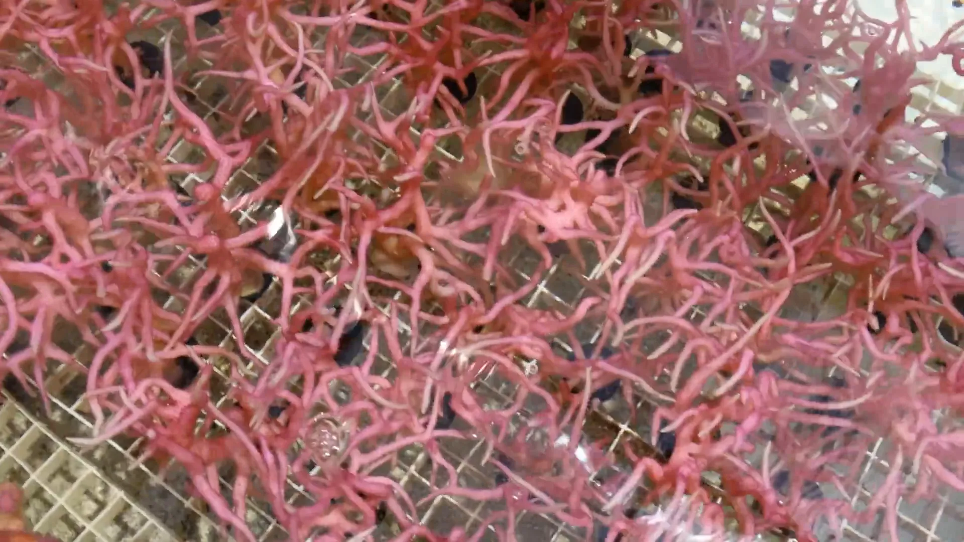 Sunlit bird's nest corals with vibrant pink hues