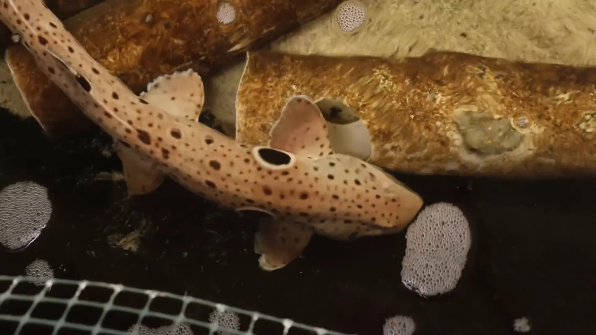 Epaulette sharks swimming in ORA tanks