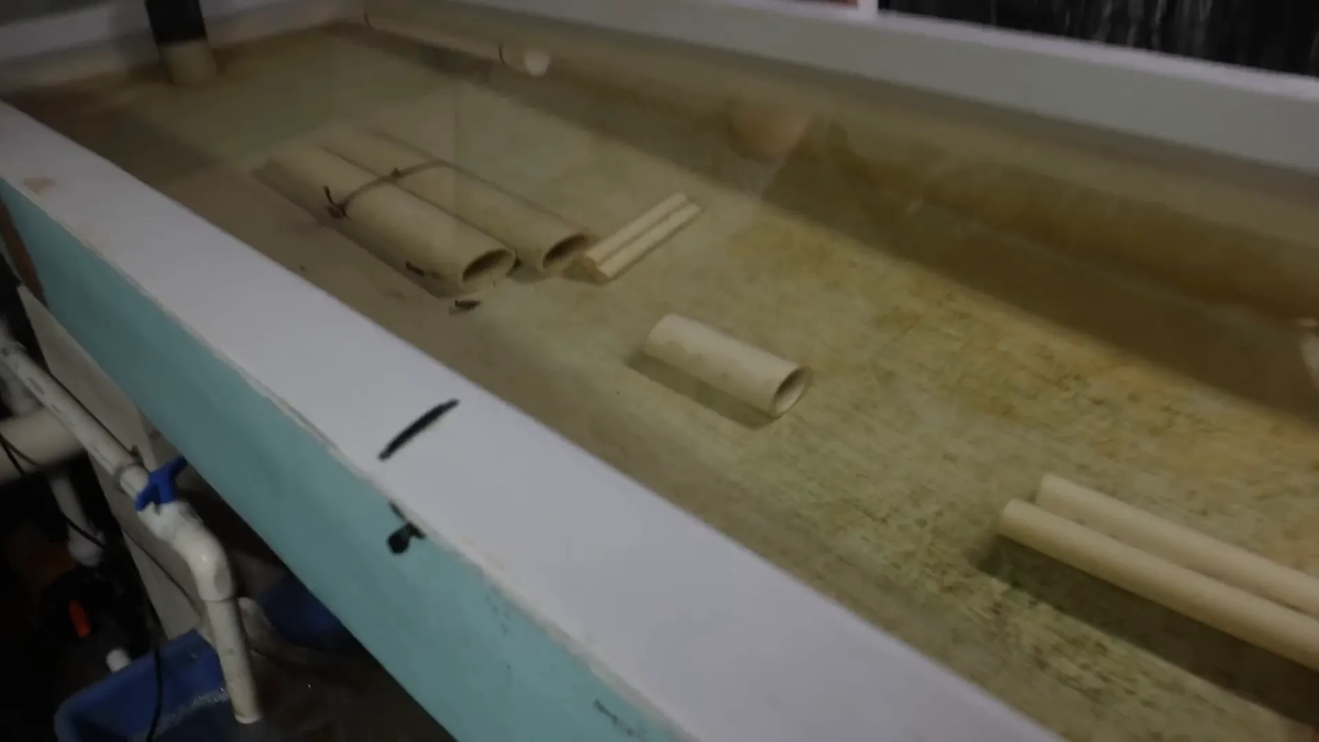 Marine bettas and clownfish broodstock tanks at ORA