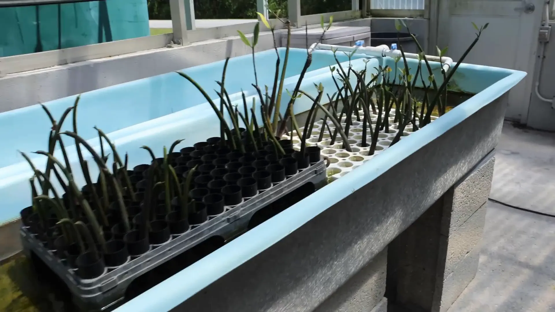 Mangroves growing at ORA Farms
