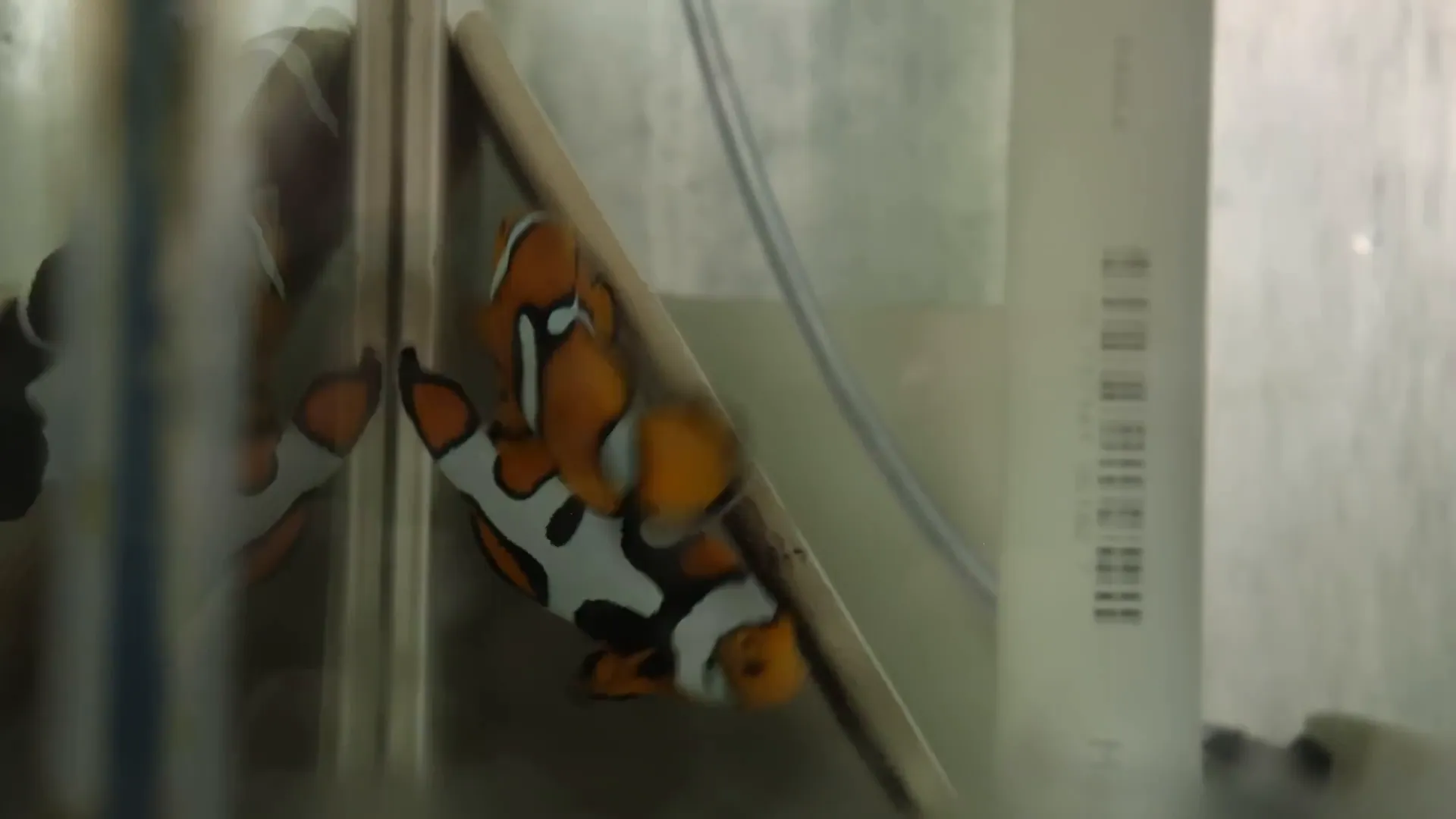 Historic wild-caught Picasso clownfish at ORA
