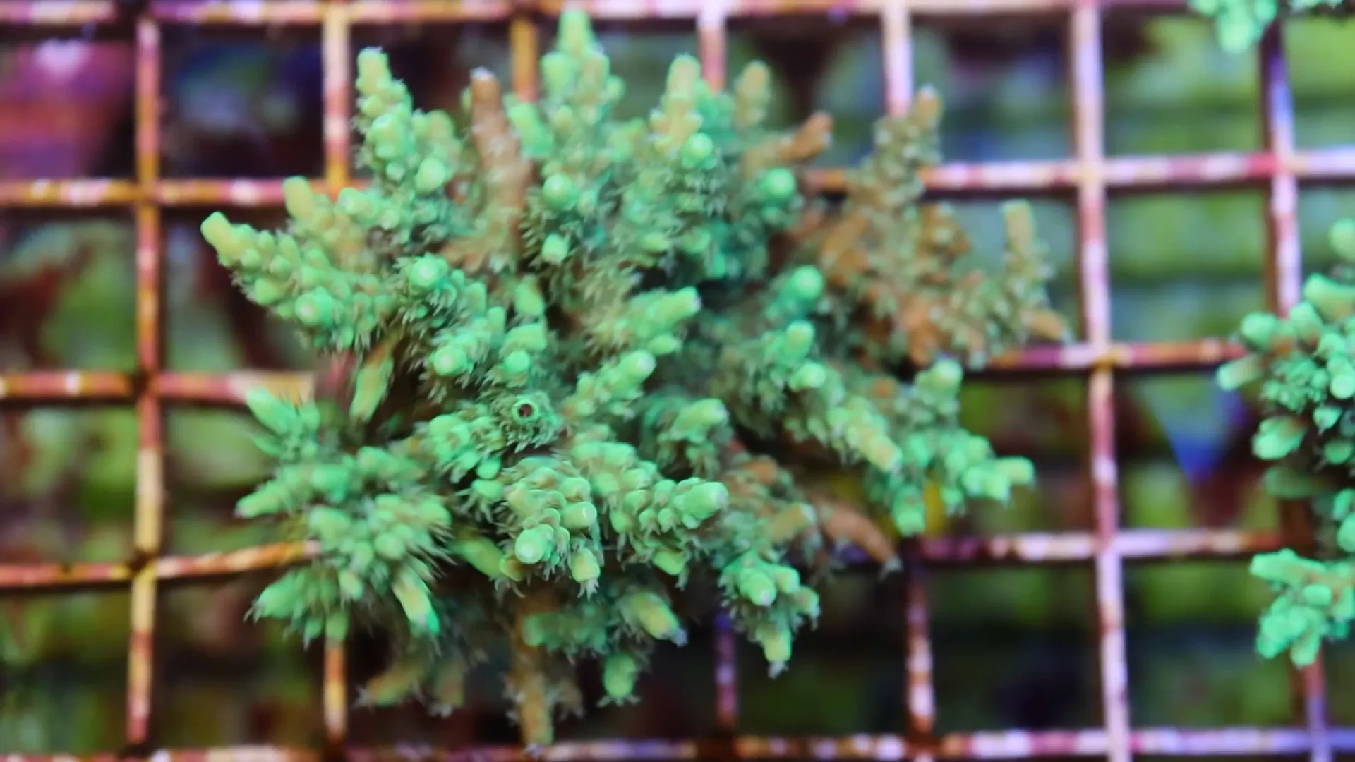 Vibrantly colored bird's nest corals in ORA greenhouse