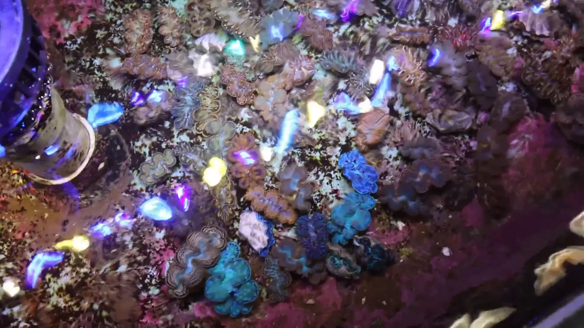 Maxima clams in holding tanks at ORA Farms