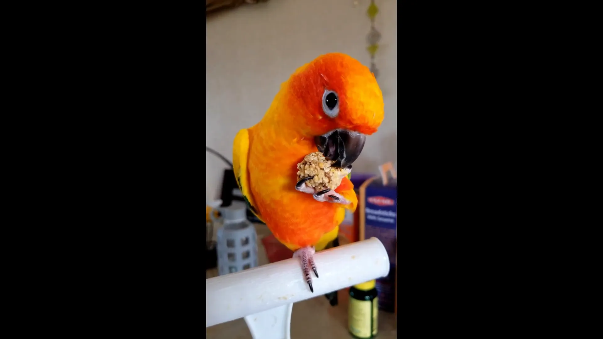 Sun Conure enjoying nutritious berries