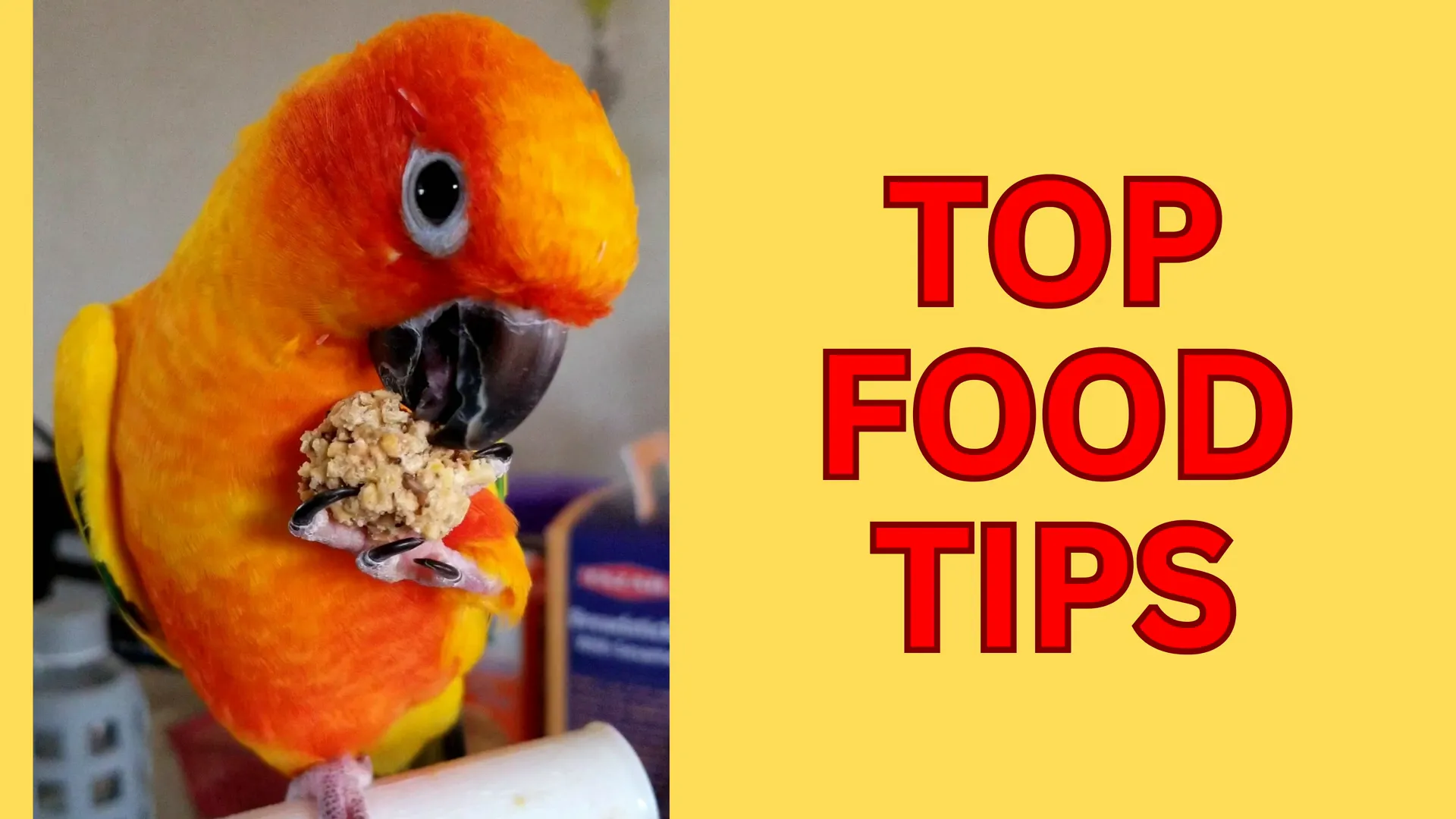 Sun Conure feeding on a variety of seeds and nuts in the wild
