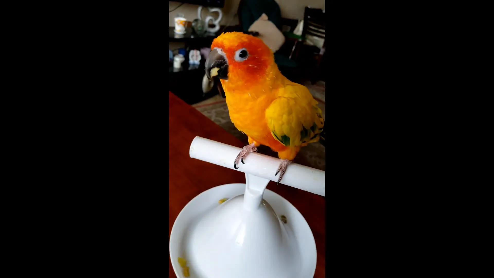 Sun Conure eating a slice of apple