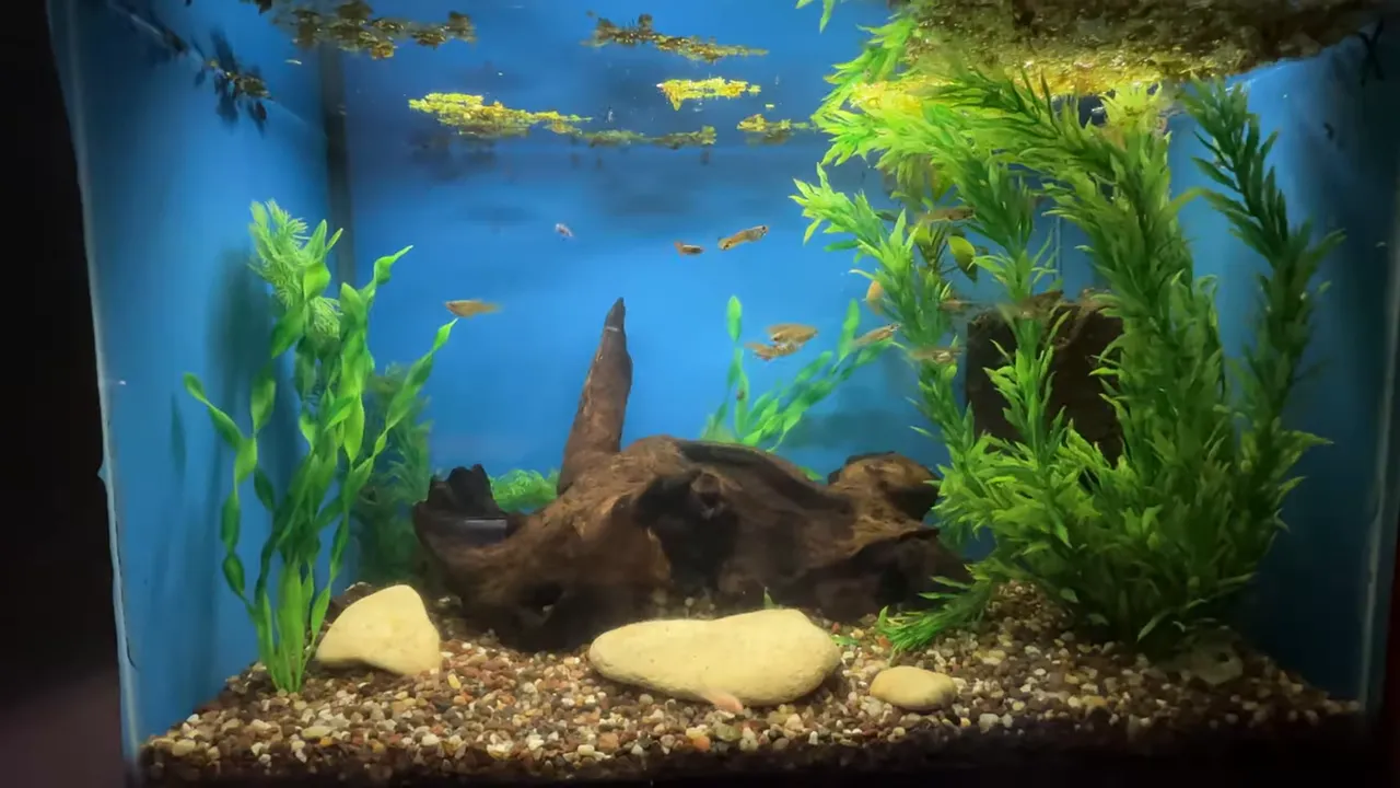 Planted guppy aquarium with driftwood, gravel and floating plant cover