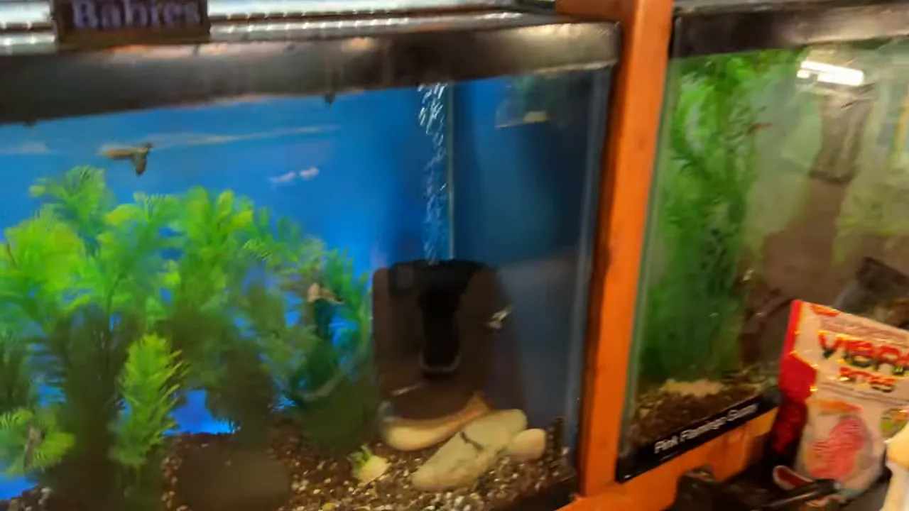 Black sponge filter releasing bubbles in a planted aquarium