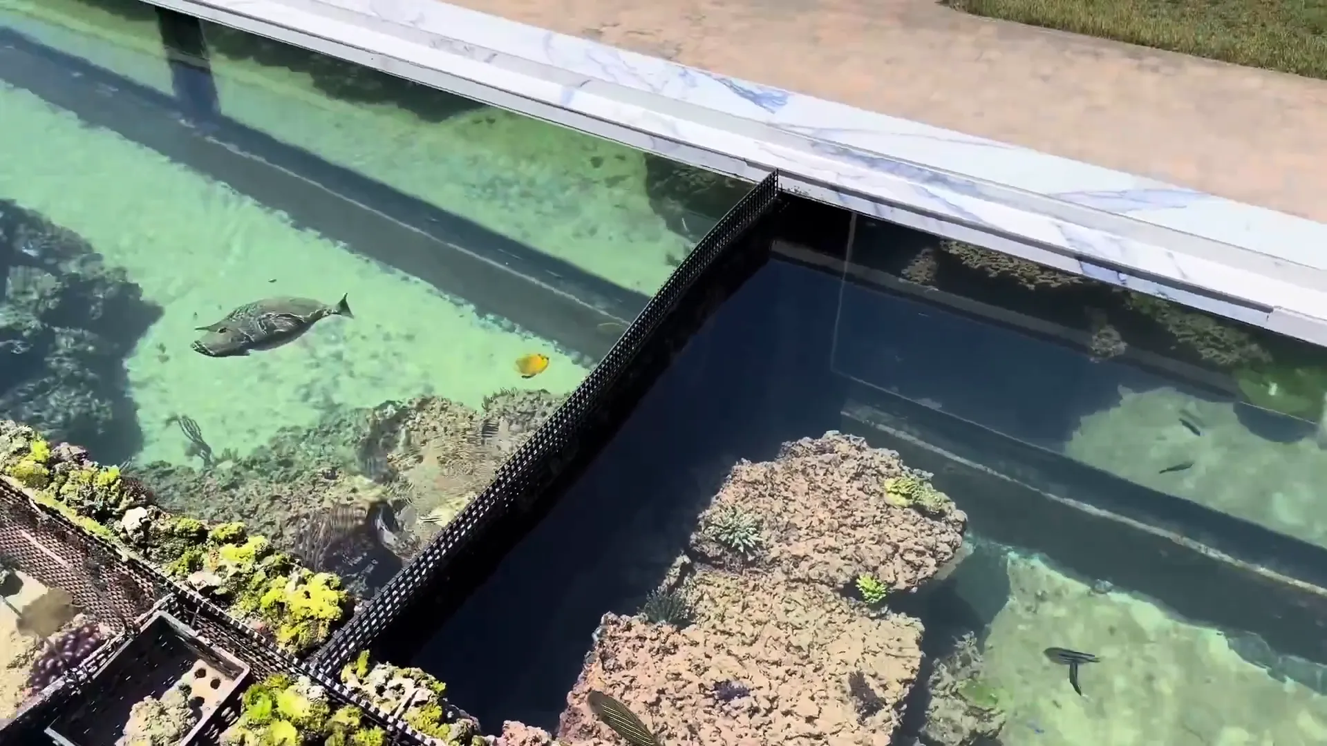 Wide view showing separation of coral and fish sections in the tank