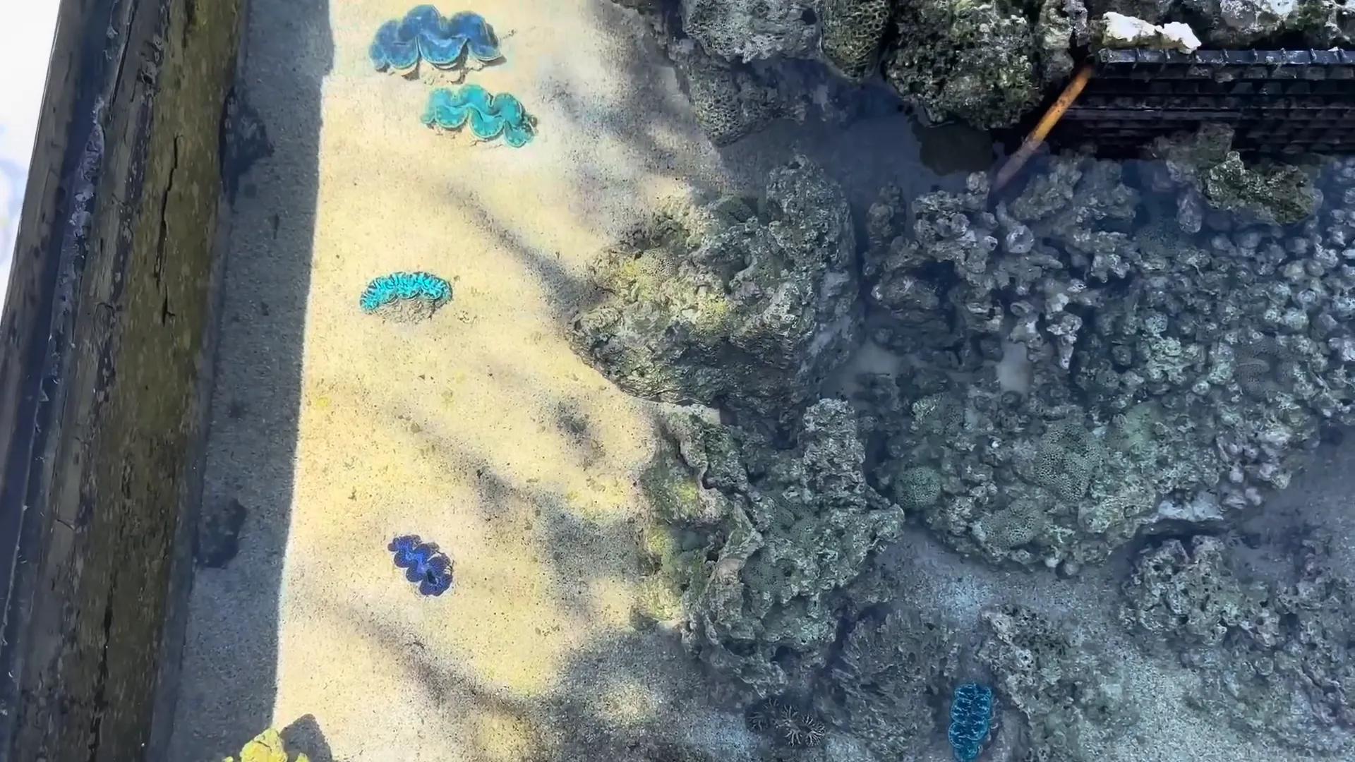Clam garden area within the coral section of the reef tank