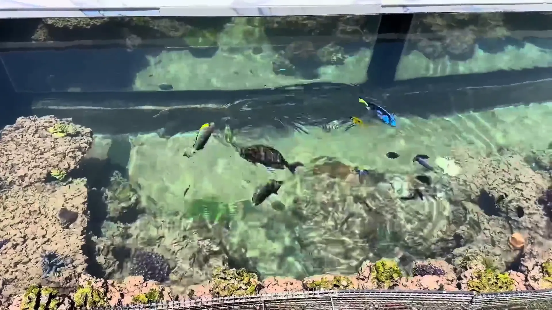 Feeding the coral and fish in the holding station