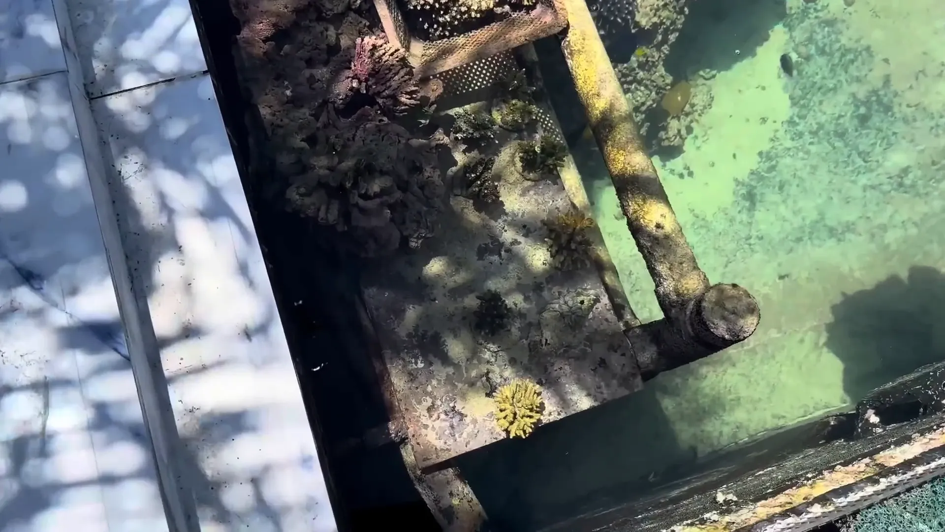 Coral colonies in the holding station for acclimation